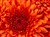 Chrysanthemum.jpg